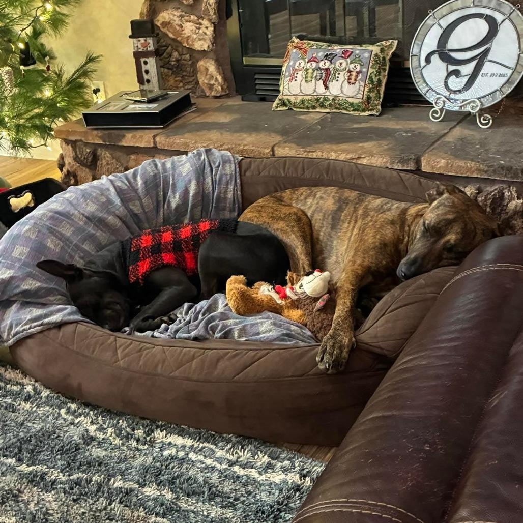 Enlarge Phil of the Future, a Adoptable Terrier in St. Louis, MO image 3/6