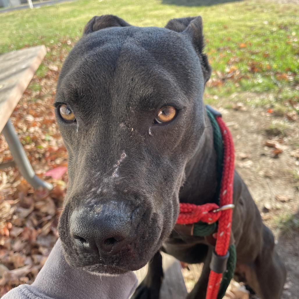 Phil of the Future, a Adoptable Terrier in St. Louis, MO image 3/5