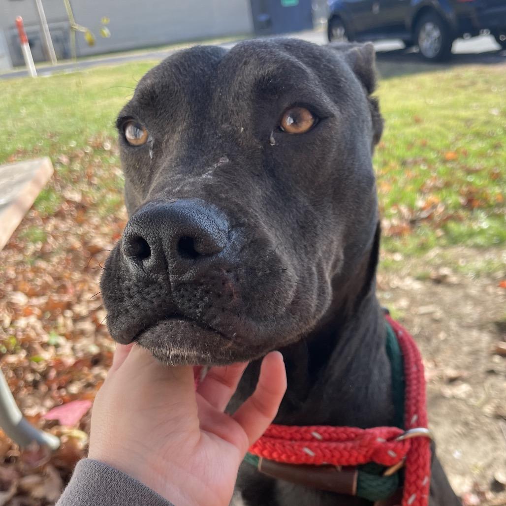 Phil of the Future, a Adoptable Terrier in St. Louis, MO image 4/5