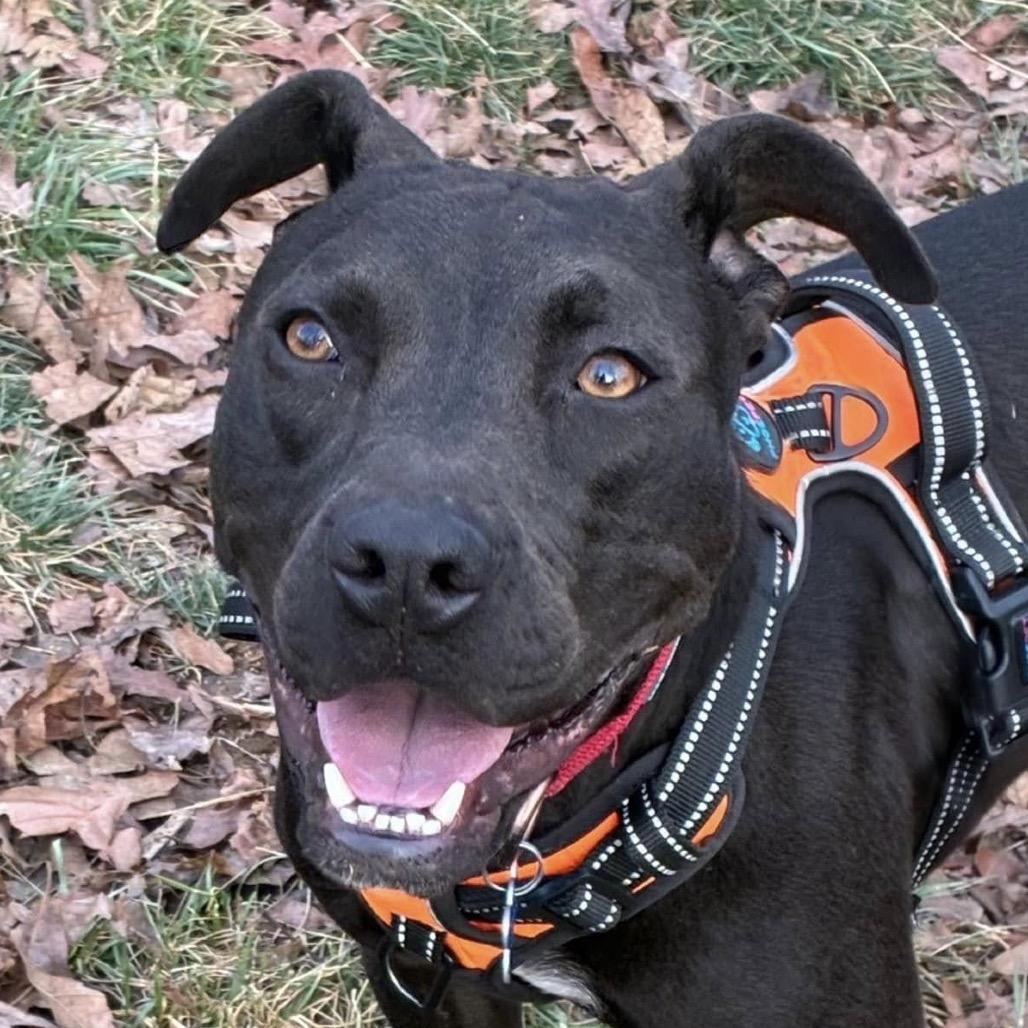 Enlarge Phil of the Future, a Adoptable Terrier in St. Louis, MO image 4/6