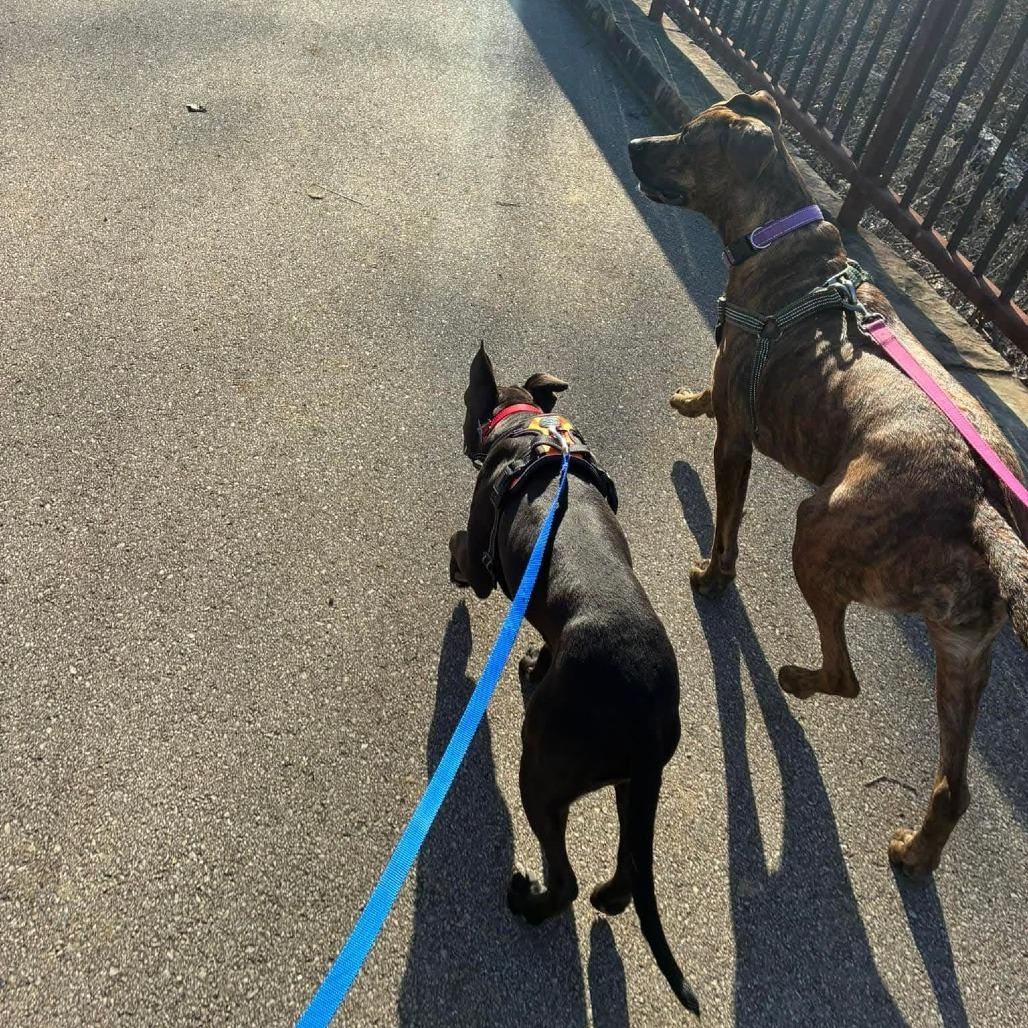 Enlarge Phil of the Future, a Adoptable Terrier in St. Louis, MO image 5/6