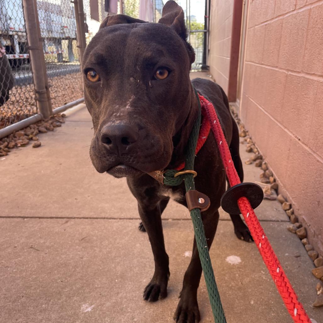 Phil of the Future, a Adoptable Terrier in St. Louis, MO image 5/5