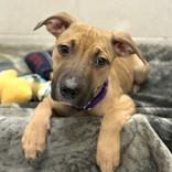 Enlarge Andromeda, a ADOPTABLE Mixed Breed in Hilliard, OH image 1/2