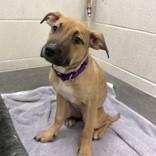 Enlarge Andromeda, a ADOPTABLE Mixed Breed in Hilliard, OH image 2/2