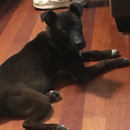 Cocoa, Adoptable, Young Female Mixed Breed.