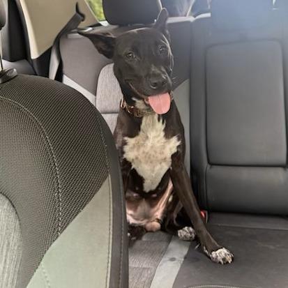 Enlarge Cocoa, a Adoptable Mixed Breed in Raleigh, NC image 2/4