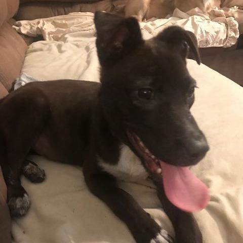 Enlarge Cocoa, a Adoptable Mixed Breed in Raleigh, NC image 3/4