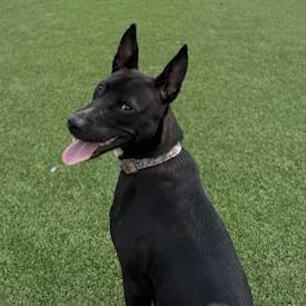 Enlarge Cocoa, a Adoptable Mixed Breed in Raleigh, NC image 4/4