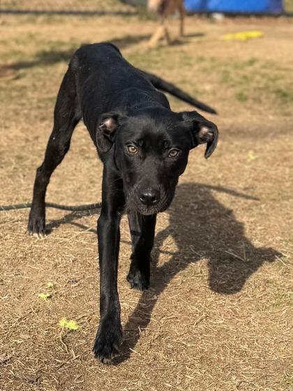 Blick — thumbnail 2