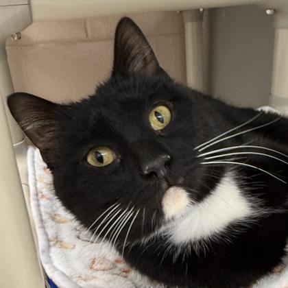 Enlarge Navidad, an adopted Domestic Short Hair in Lansing, MI image 1/1