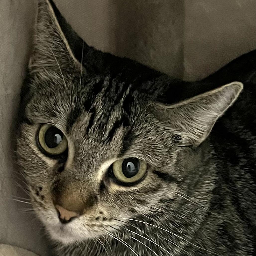 Monkey, Adoptable, Young Female Domestic Short Hair.