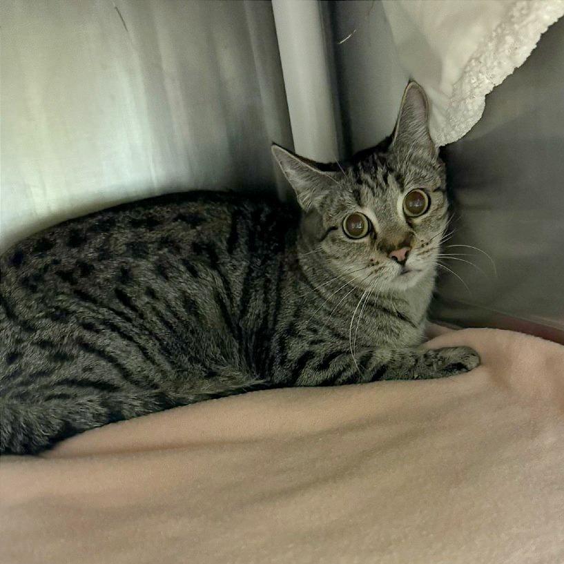 Enlarge Monkey, a Adoptable Domestic Short Hair in Murray, UT image 2/2