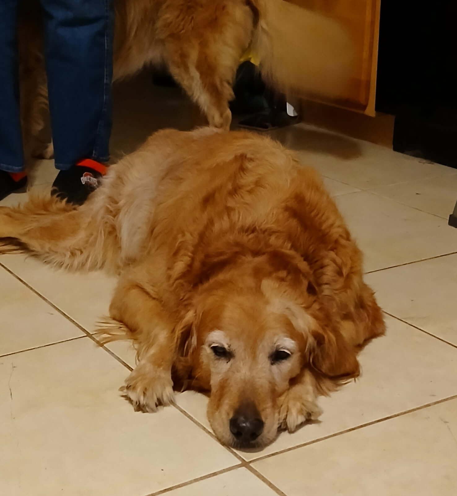 Enlarge Sadie, an adopted Golden Retriever in Waterville, OH image 1/1
