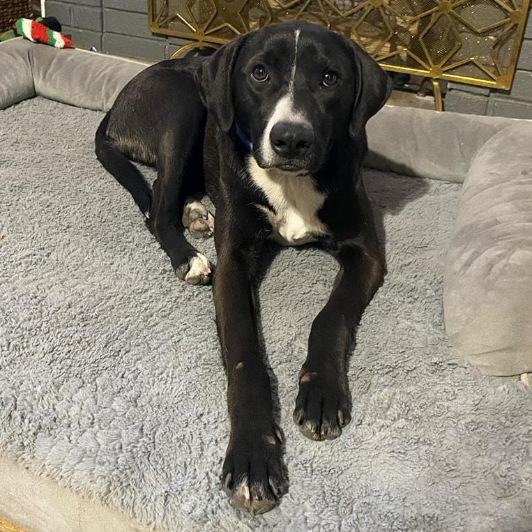 Tux, Adoptable, Young Male Pointer.