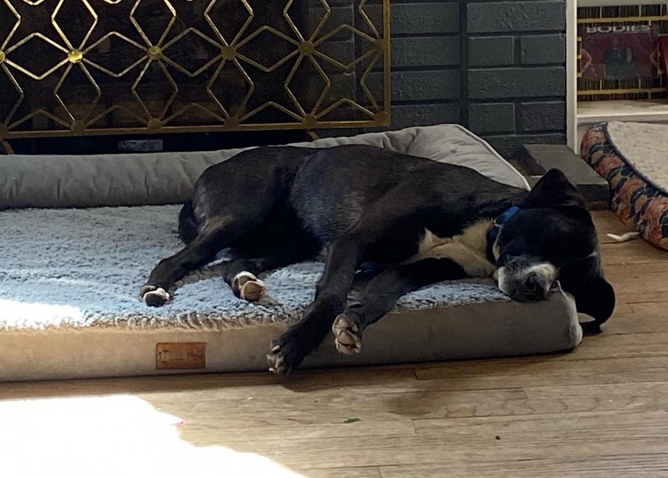 Tux, a Adoptable mixed breed in Grand Island, NE image 2/3