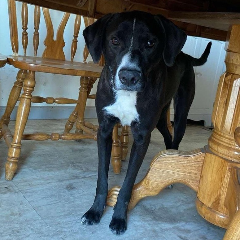 Tux, a Adoptable mixed breed in Grand Island, NE image 3/3