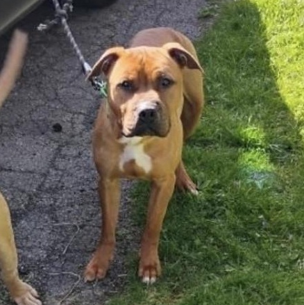 Pluto, an adoptable Mixed Breed in Camillus, NY, 13031 | Photo Image 2