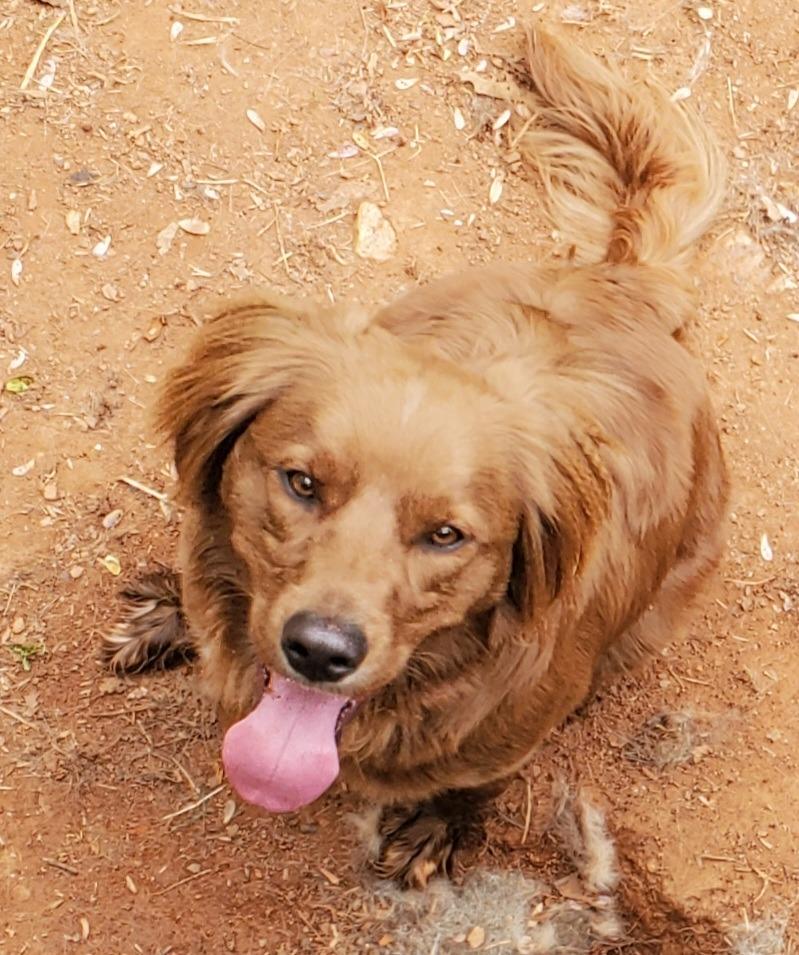 Enlarge Frederick, a Adoptable mixed breed in Troy, VA image 1/6