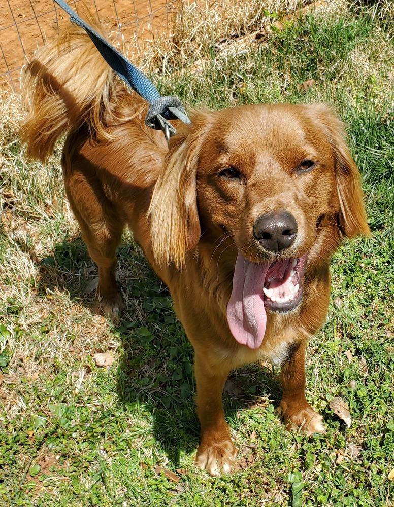 Enlarge Frederick, a Adoptable mixed breed in Troy, VA image 2/6