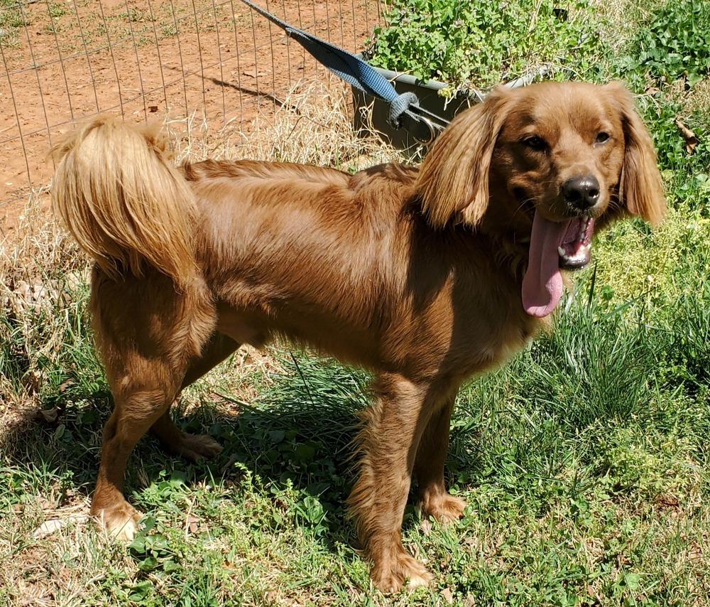 Enlarge Frederick, a Adoptable mixed breed in Troy, VA image 3/6