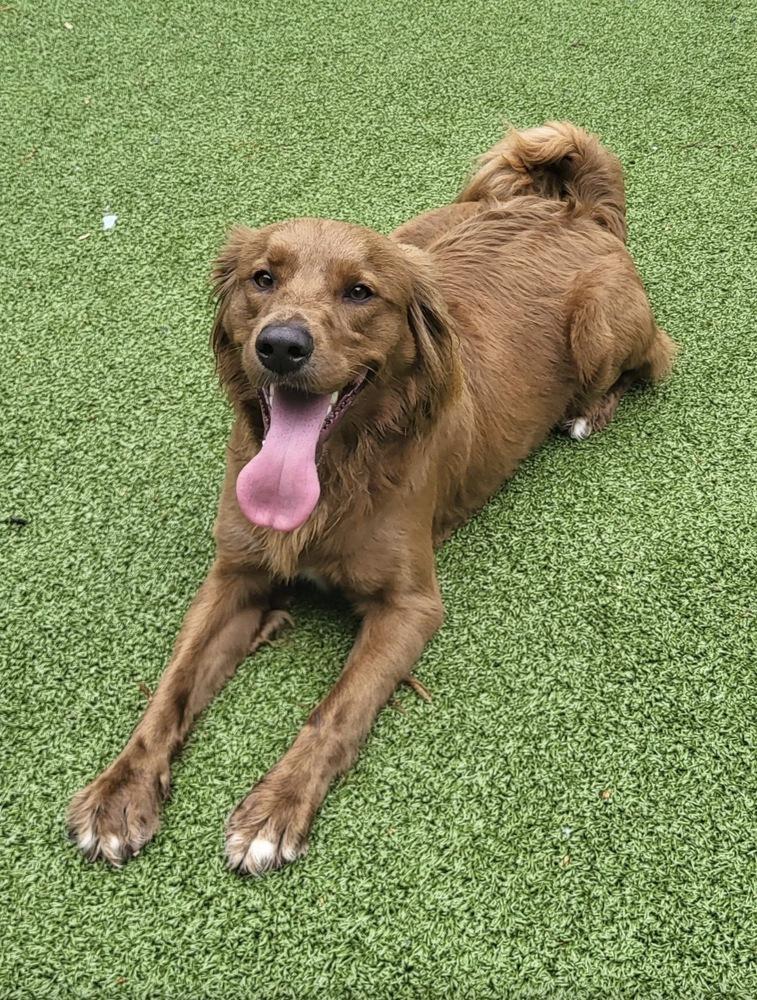 Enlarge Frederick, a Adoptable mixed breed in Troy, VA image 5/6