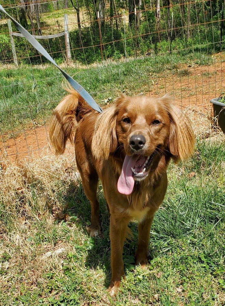 Frederick, a Adoptable mixed breed in Troy, VA image 5/6