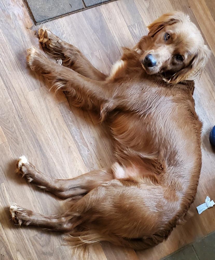 Enlarge Frederick, a Adoptable mixed breed in Troy, VA image 6/6