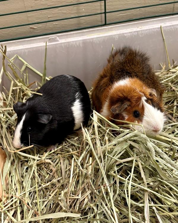 Enlarge Chippy & Skunk, a Adoptable mixed breed in Novato, CA image 1/1