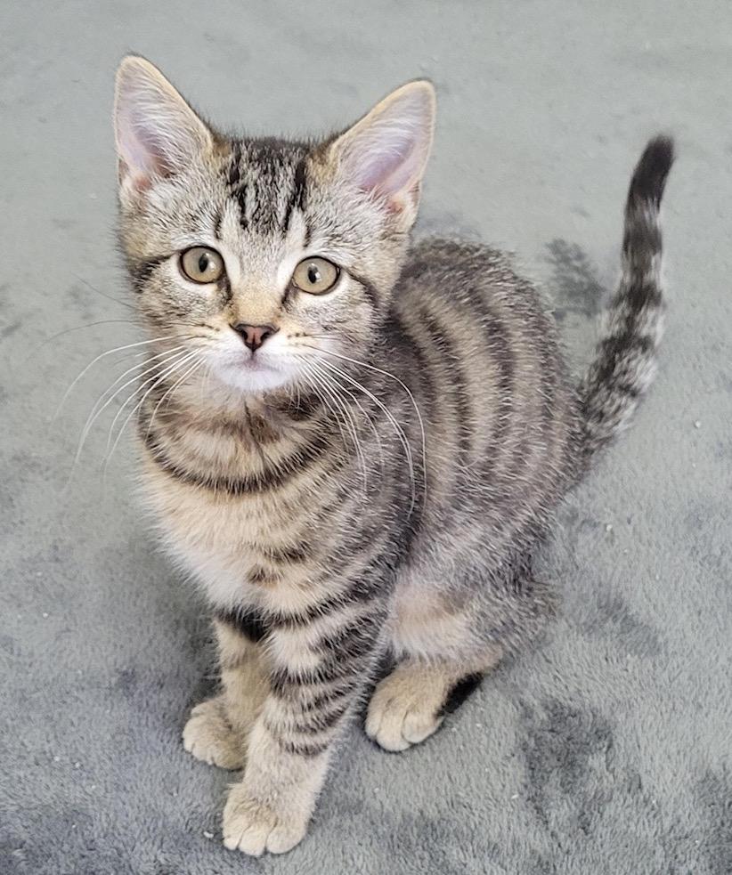 Katniss, ADOPTABLE, Kitten Female Domestic Short Hair.