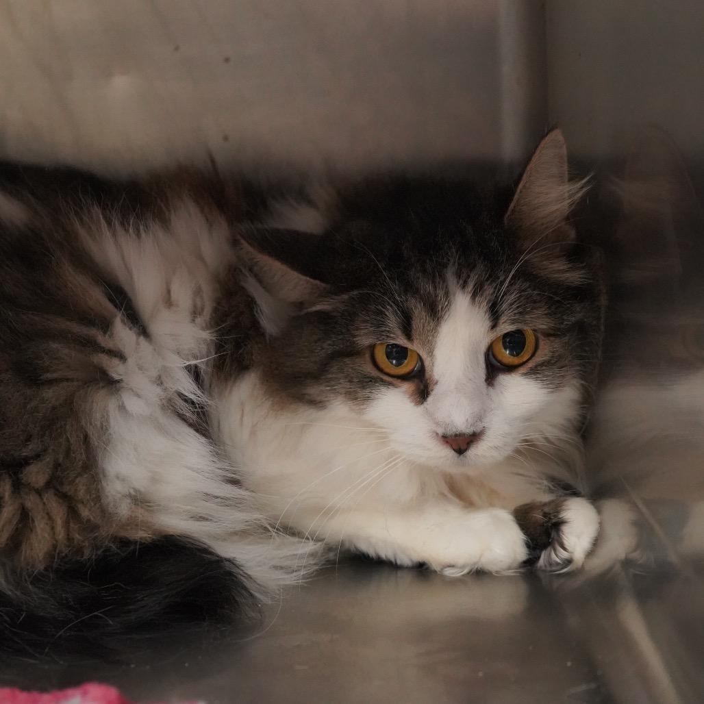 Willow — thumbnail 2