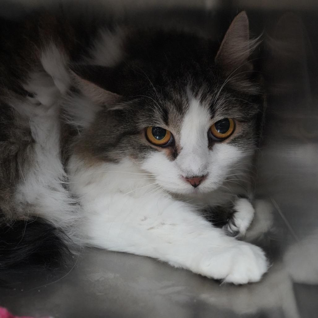 Willow — thumbnail 3