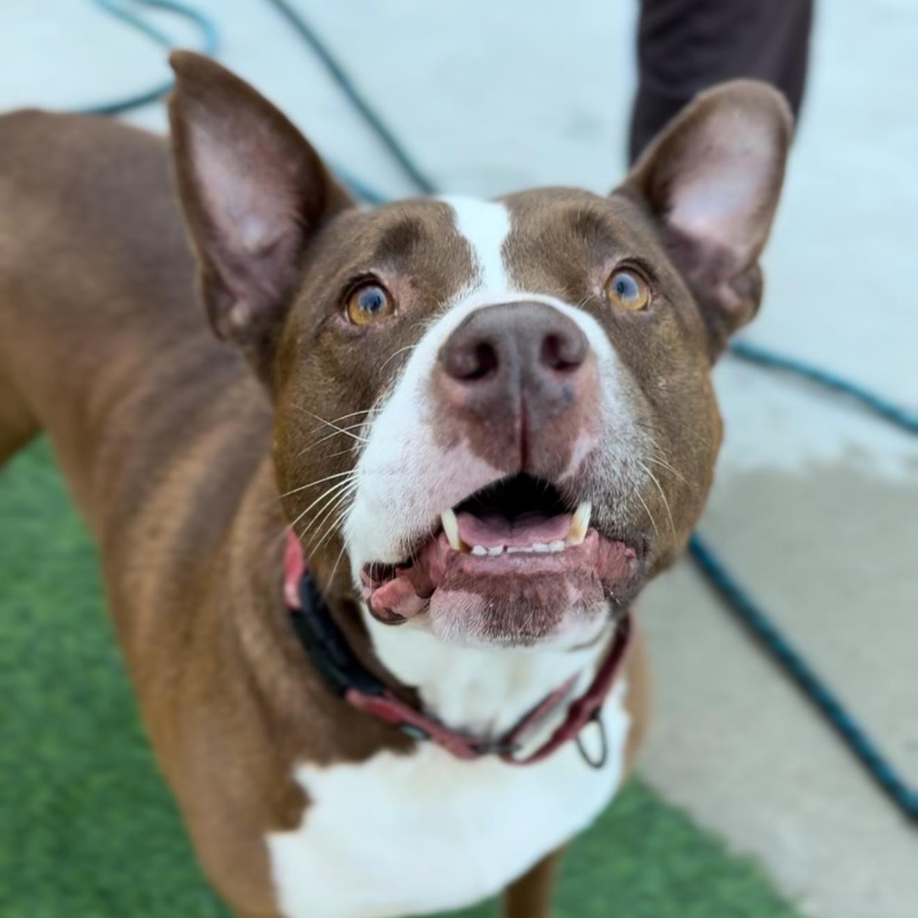 Enlarge Queen Bessie, a Adoptable mixed breed in Chicago, IL image 4/5