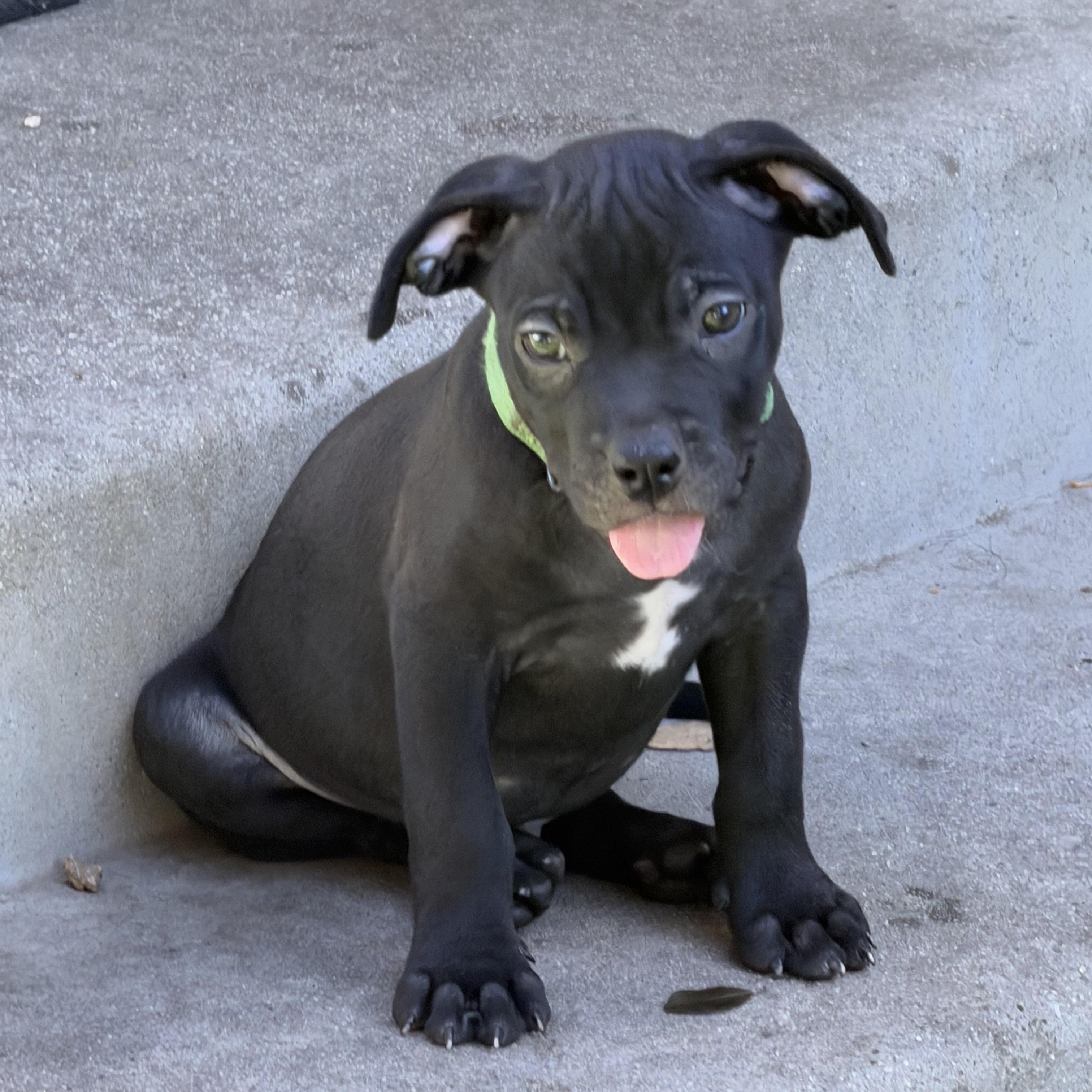 Tom-ADOPT Me, Adoptable, Puppy Male Pit Bull Terrier.