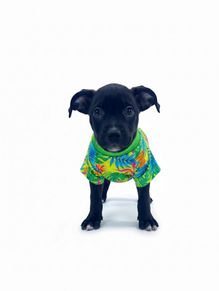 Enlarge Tom-ADOPT Me, a Adoptable mixed breed in Redondo Beach, CA image 3/6