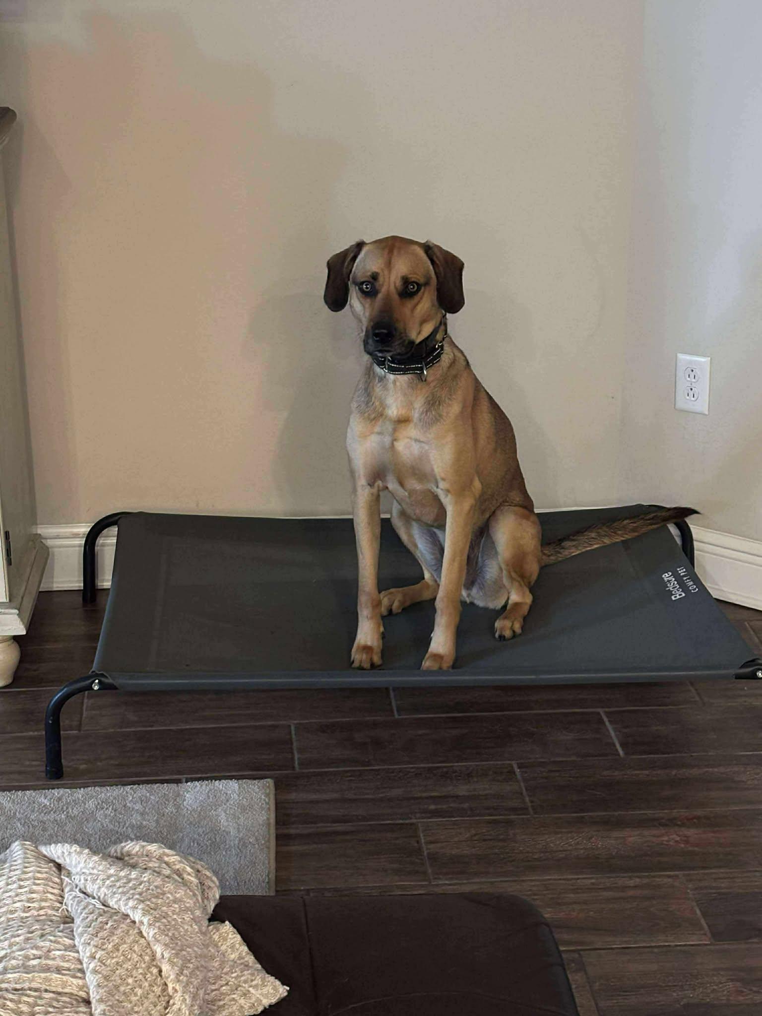 Theo, a Adoptable Rhodesian Ridgeback in Parrish, FL image 1/4