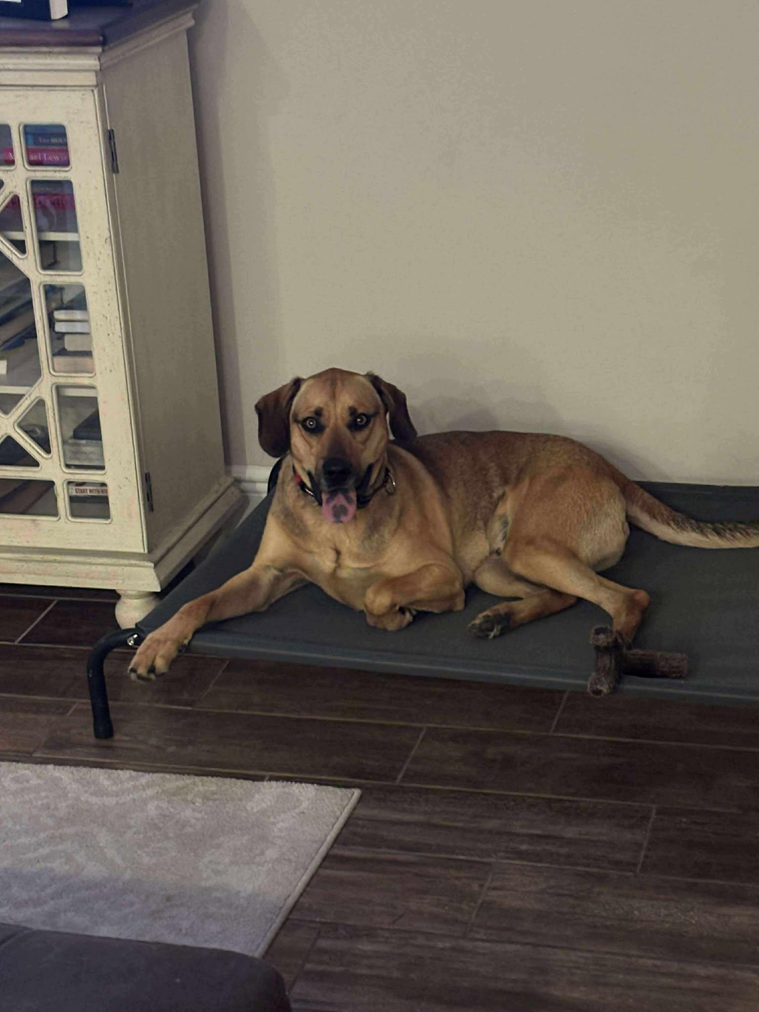 Theo, a Adoptable Rhodesian Ridgeback in Parrish, FL image 2/4