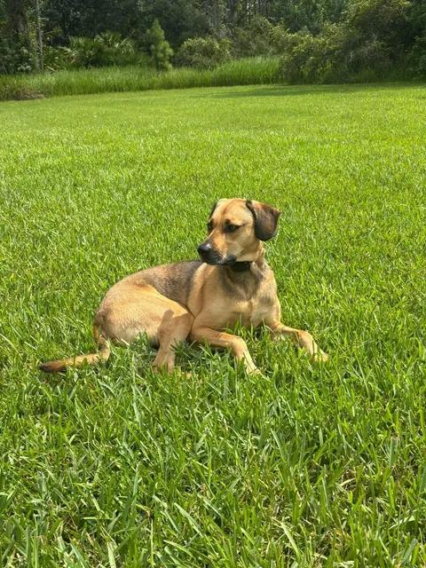 Enlarge Theo, a Adoptable Rhodesian Ridgeback in Parrish, FL image 2/6