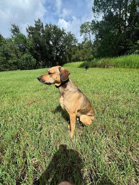 Enlarge Theo, a Adoptable Rhodesian Ridgeback in Parrish, FL image 3/6