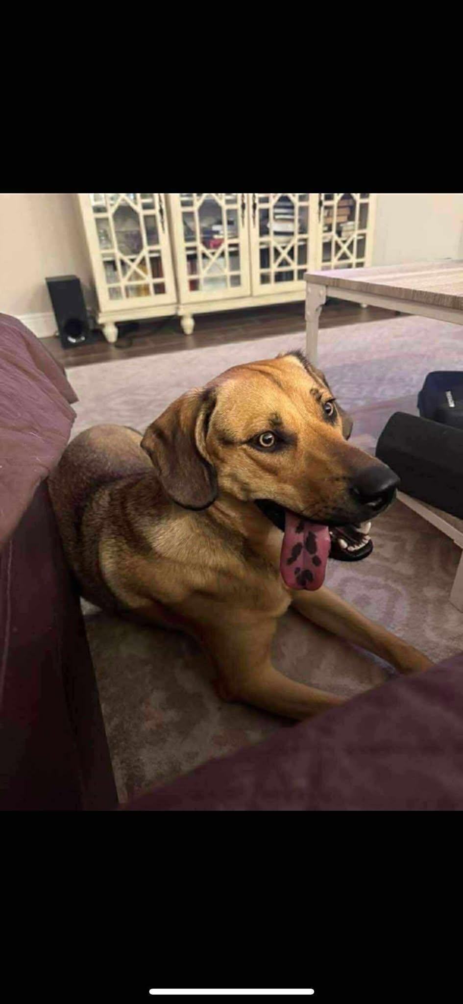 Theo, a Adoptable Rhodesian Ridgeback in Parrish, FL image 4/4