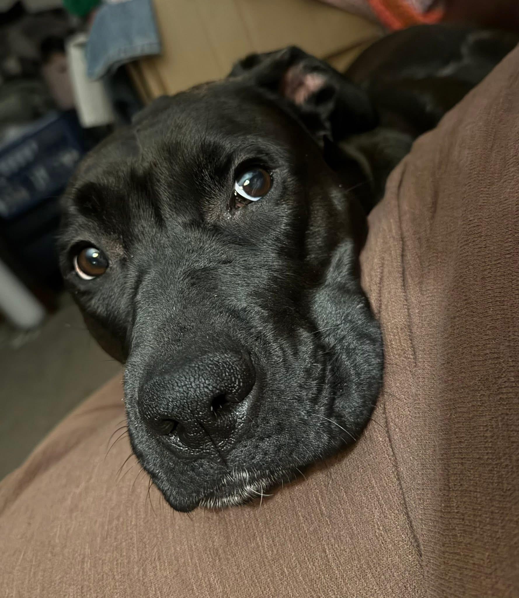 Enlarge Moon Pie, a ADOPTABLE mixed breed in Greeneville, TN image 3/5