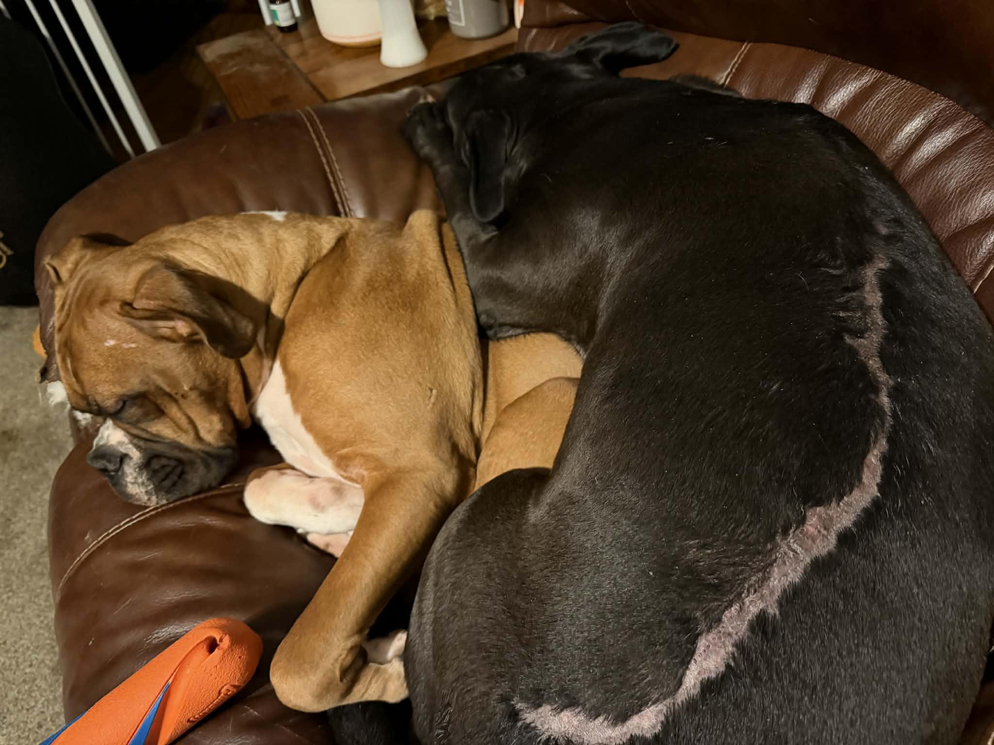 Enlarge Moon Pie, a ADOPTABLE mixed breed in Greeneville, TN image 5/5