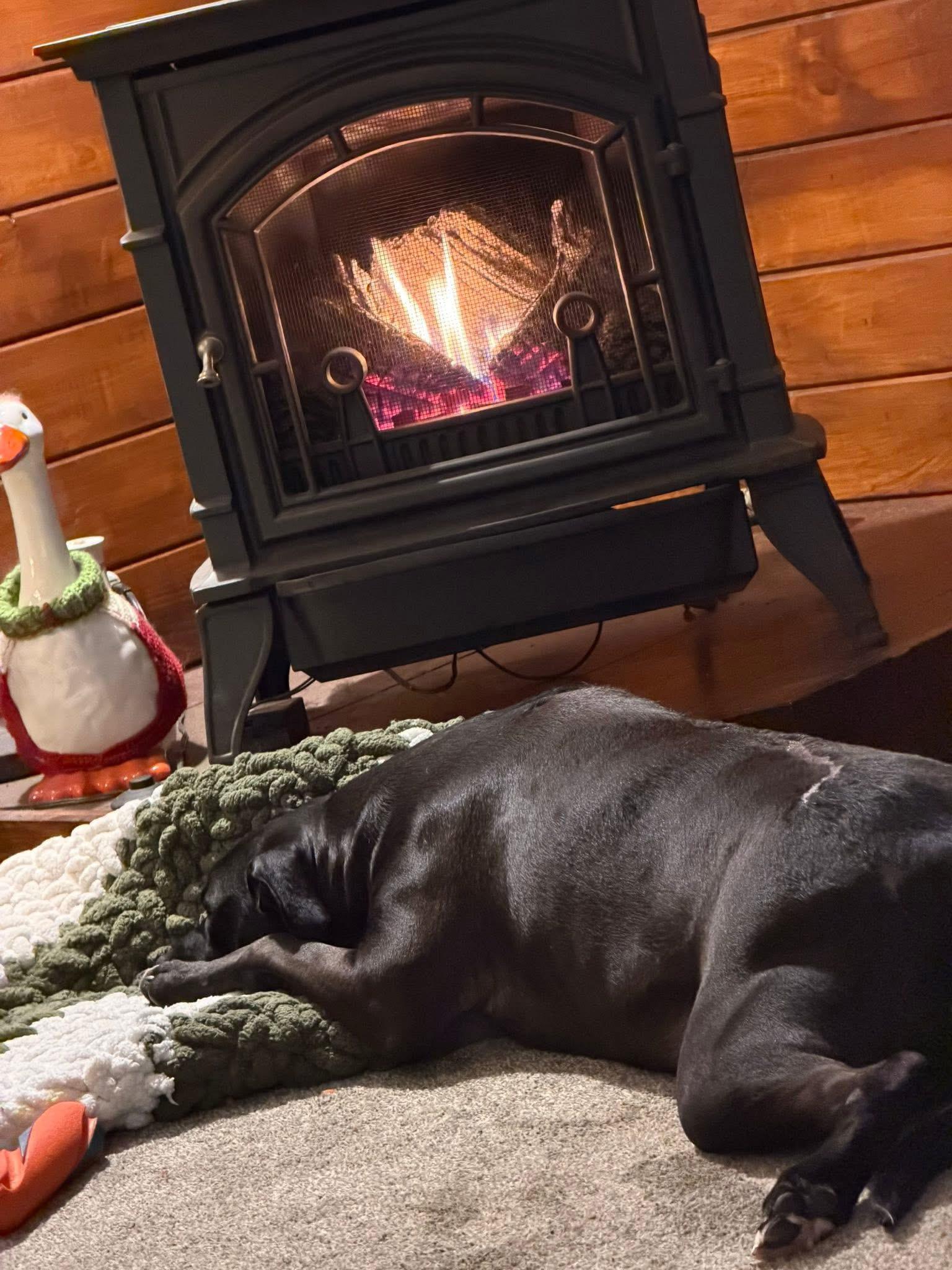 Enlarge Moon Pie, a ADOPTABLE mixed breed in Greeneville, TN image 2/5