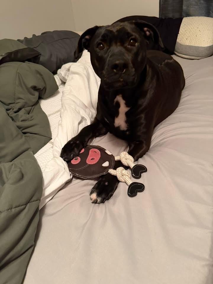 Enlarge Moon Pie, a ADOPTABLE mixed breed in Greeneville, TN image 1/5