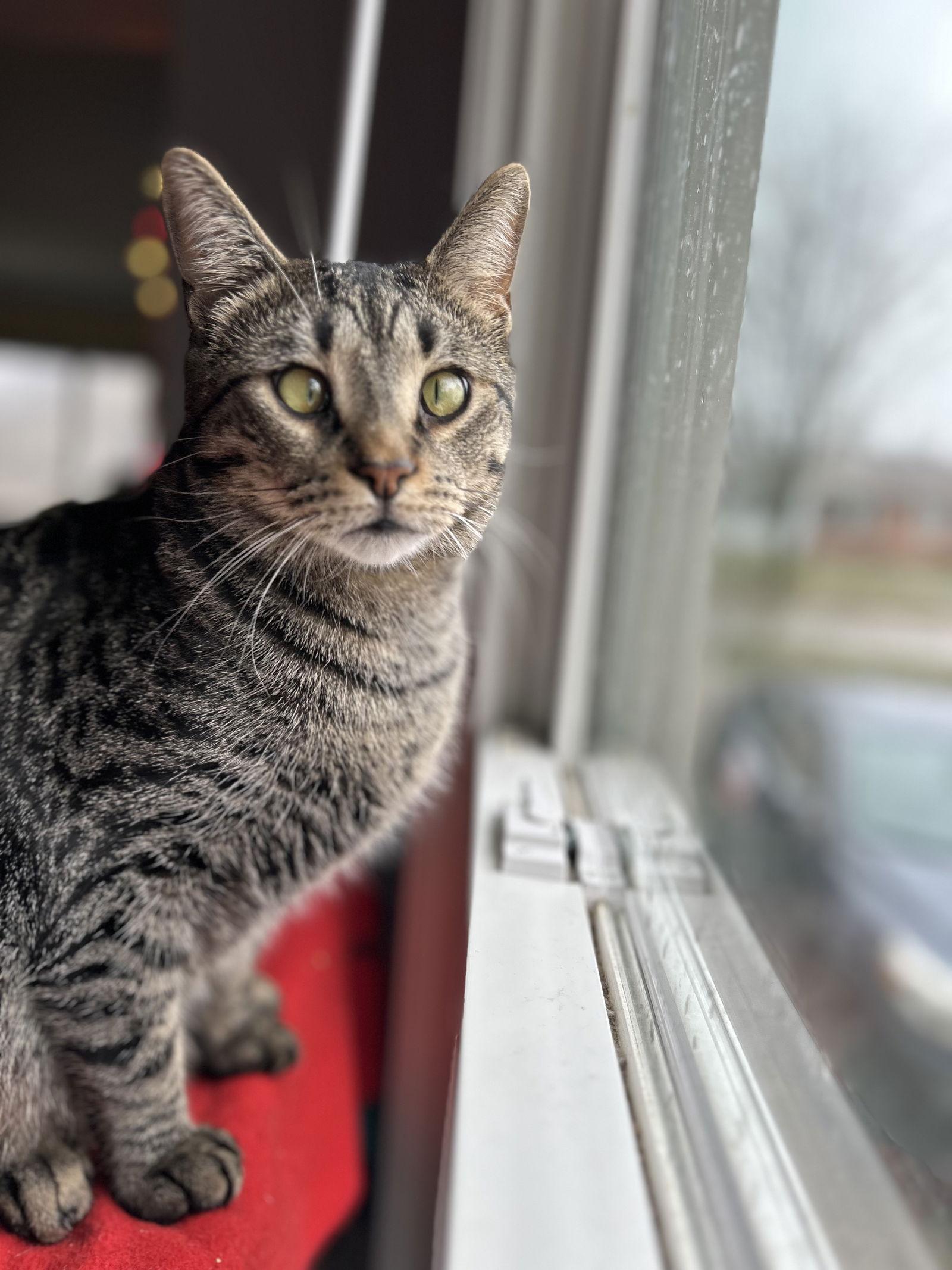 Kabuki, Adoptable, Kitten Male Tabby & Domestic Short Hair.