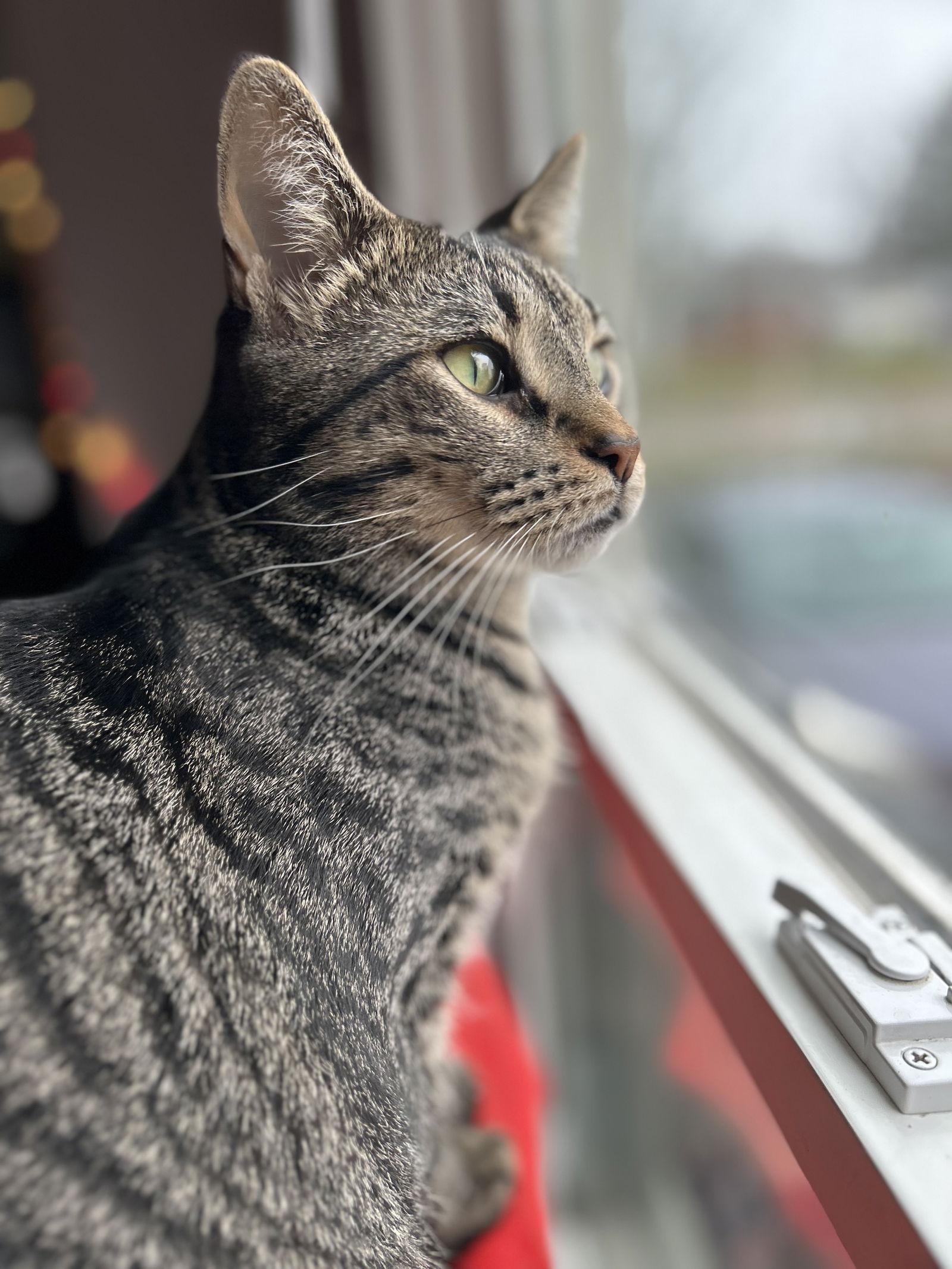 Kabuki, Adoptable, Kitten Male Tabby & Domestic Short Hair.