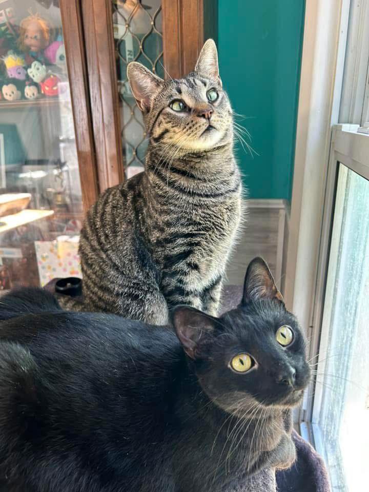 Kabuki, Adoptable, Kitten Male Tabby & Domestic Short Hair.