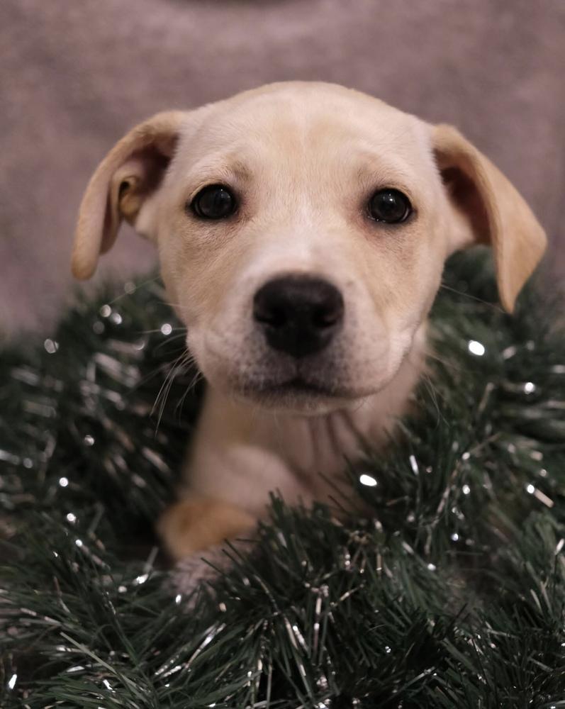 Piper, Adoptable, Puppy Female Labrador Retriever.