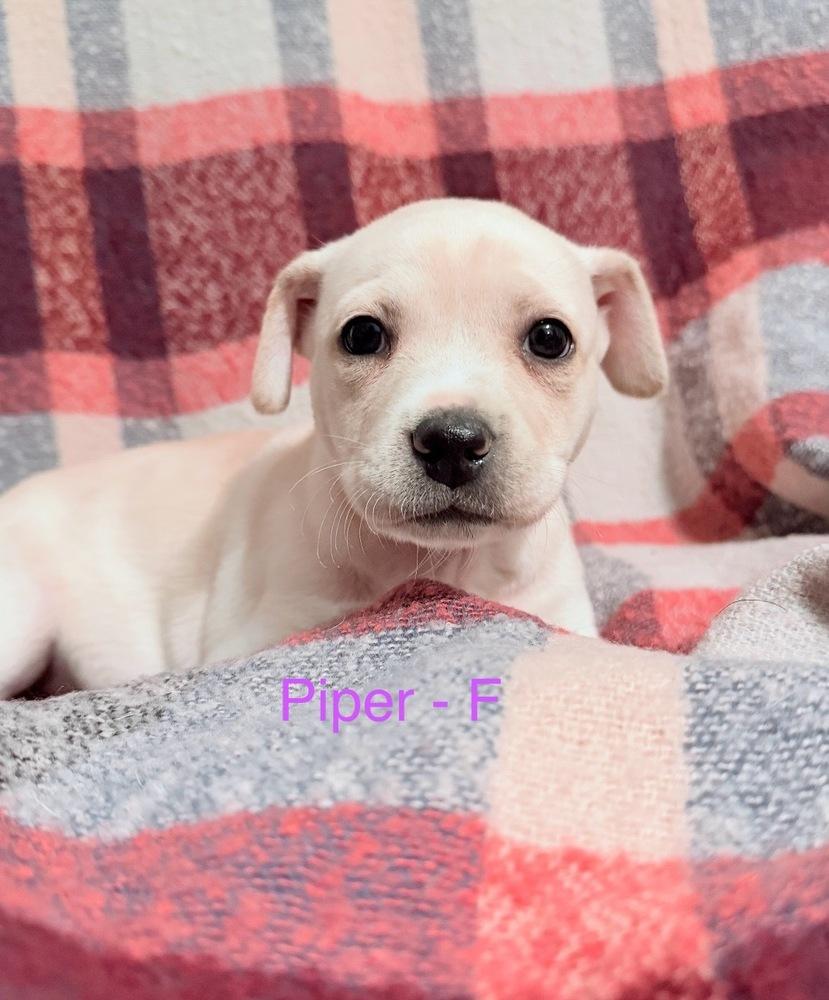 Enlarge Piper, a Adoptable mixed breed in Cheektowaga, NY image 1/1