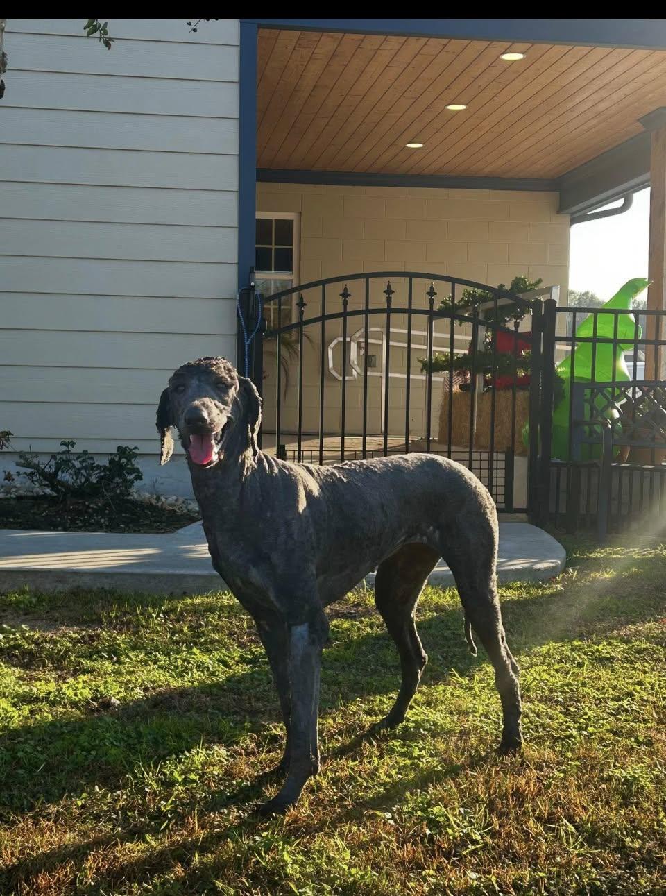 Bella, ADOPTABLE, Adult Female Poodle.