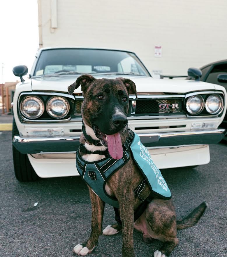 Enlarge Wolfie, a Adoptable mixed breed in Chandler, AZ image 1/6